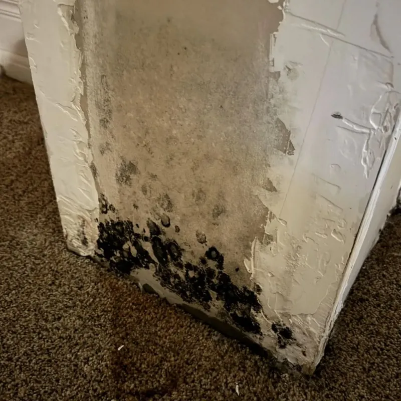 Professional Mold Removal in Coventry, RI